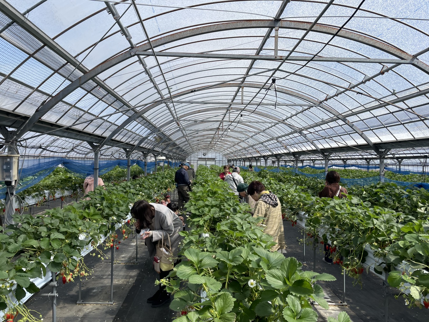 あいネットいちご狩りの様子